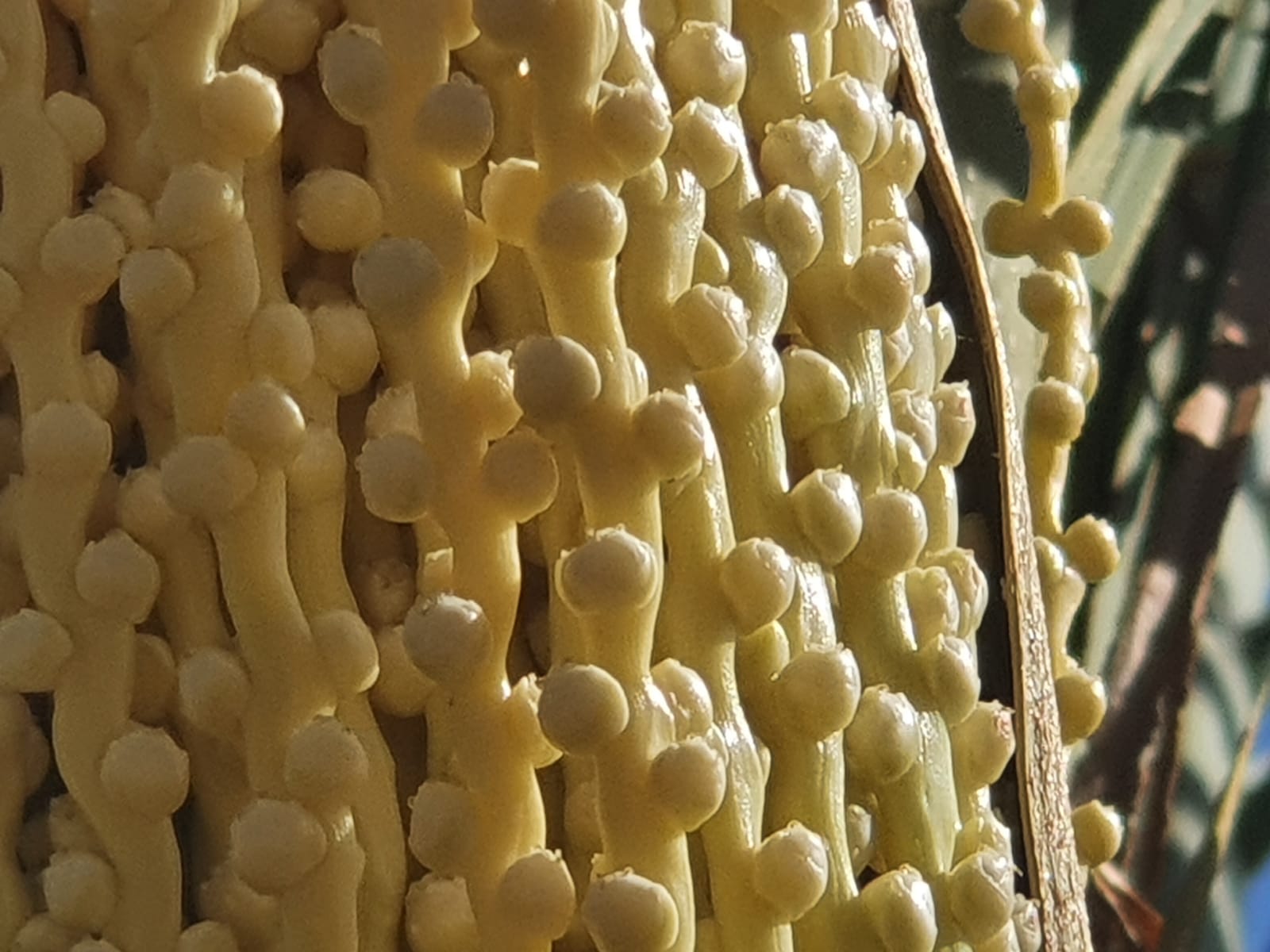 פריחת תמרים